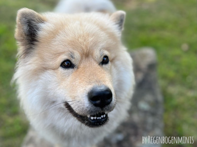 Unsere Familienhündin Poppy